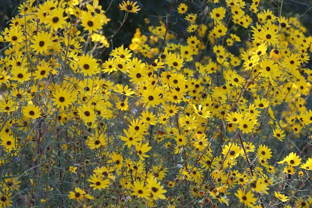 Swamp Sunflower (Helianthus angustifolius)