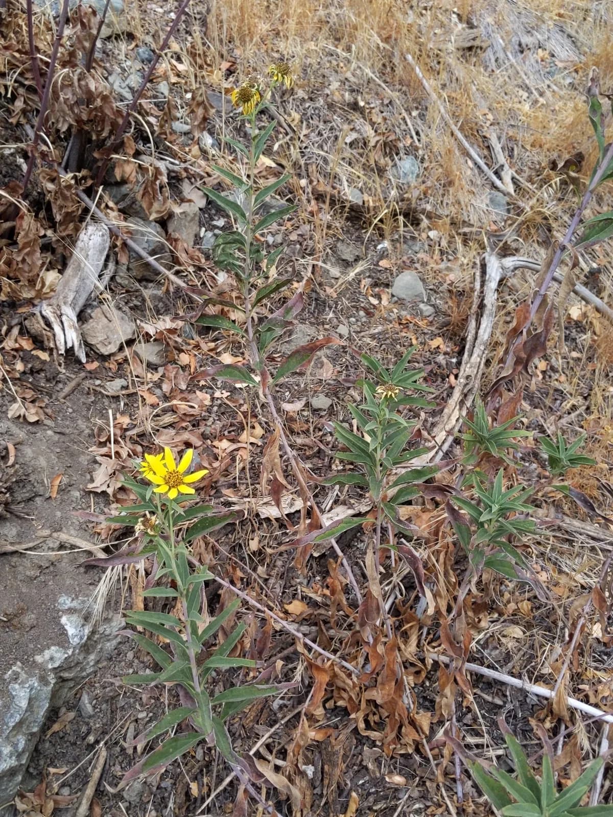 California Sunflower (Helianthus californicus)