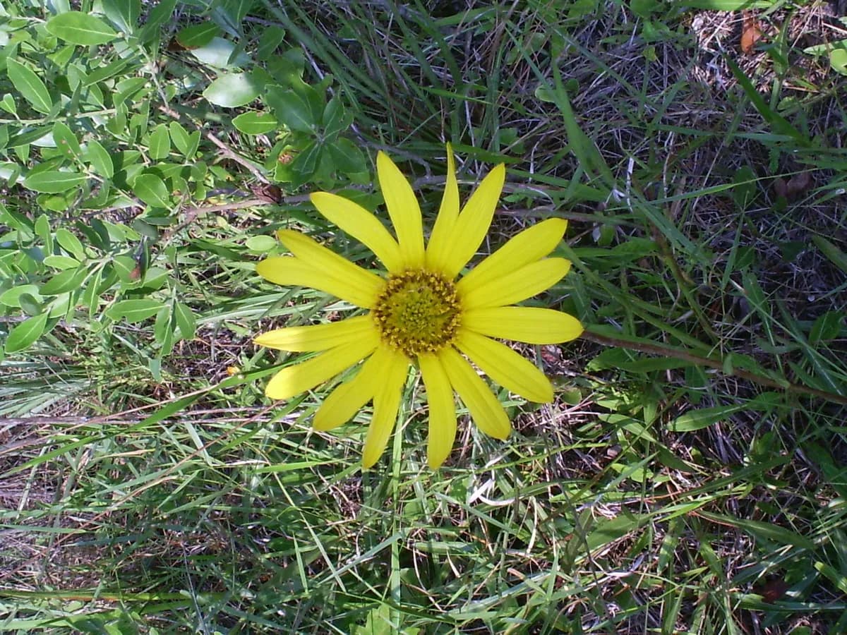Lakeside sunflower (Helianthus carnosus)