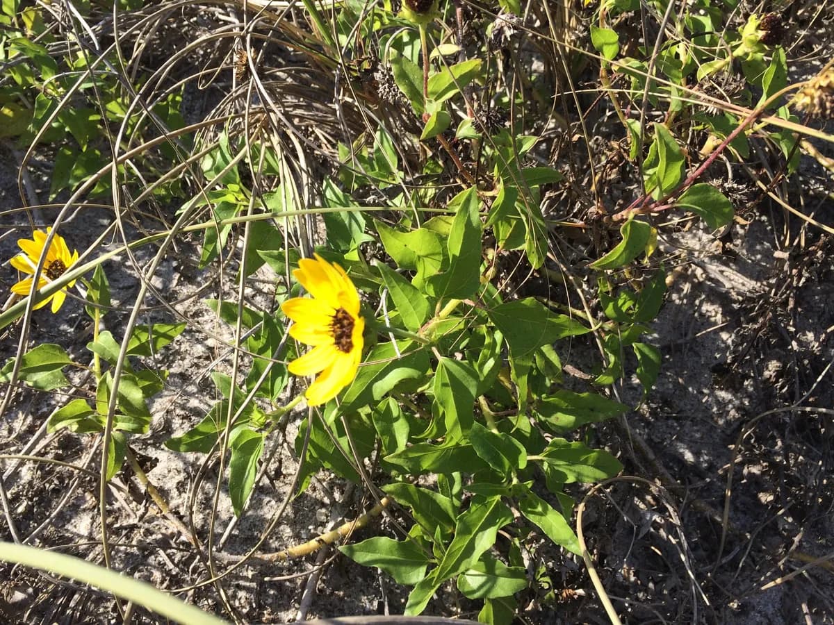 Cucumberleaf sunflower (Helianthus debilis)