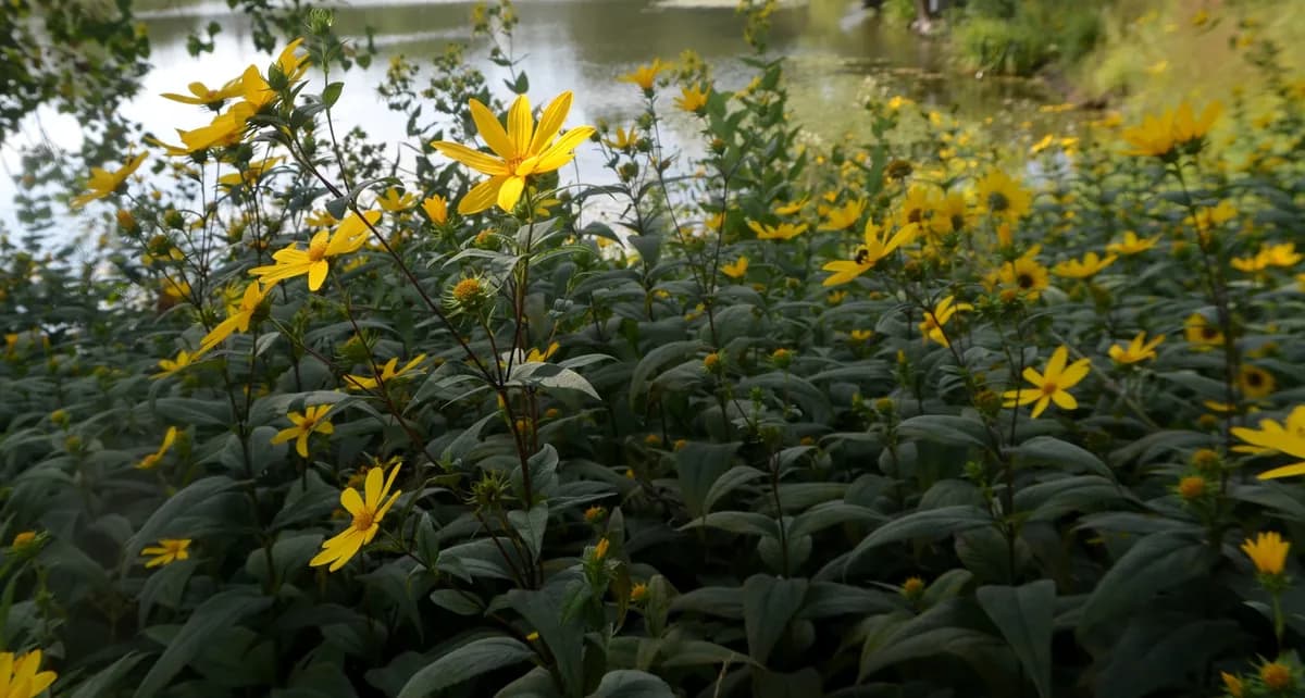 Divergent Sunflower (Helianthus divaricatus)