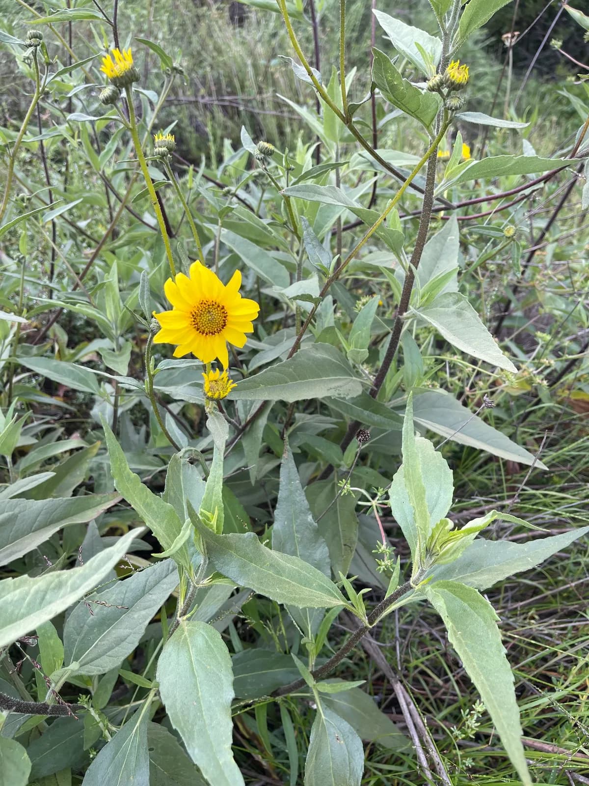 Slender sunflower (Helianthus gracilentus)