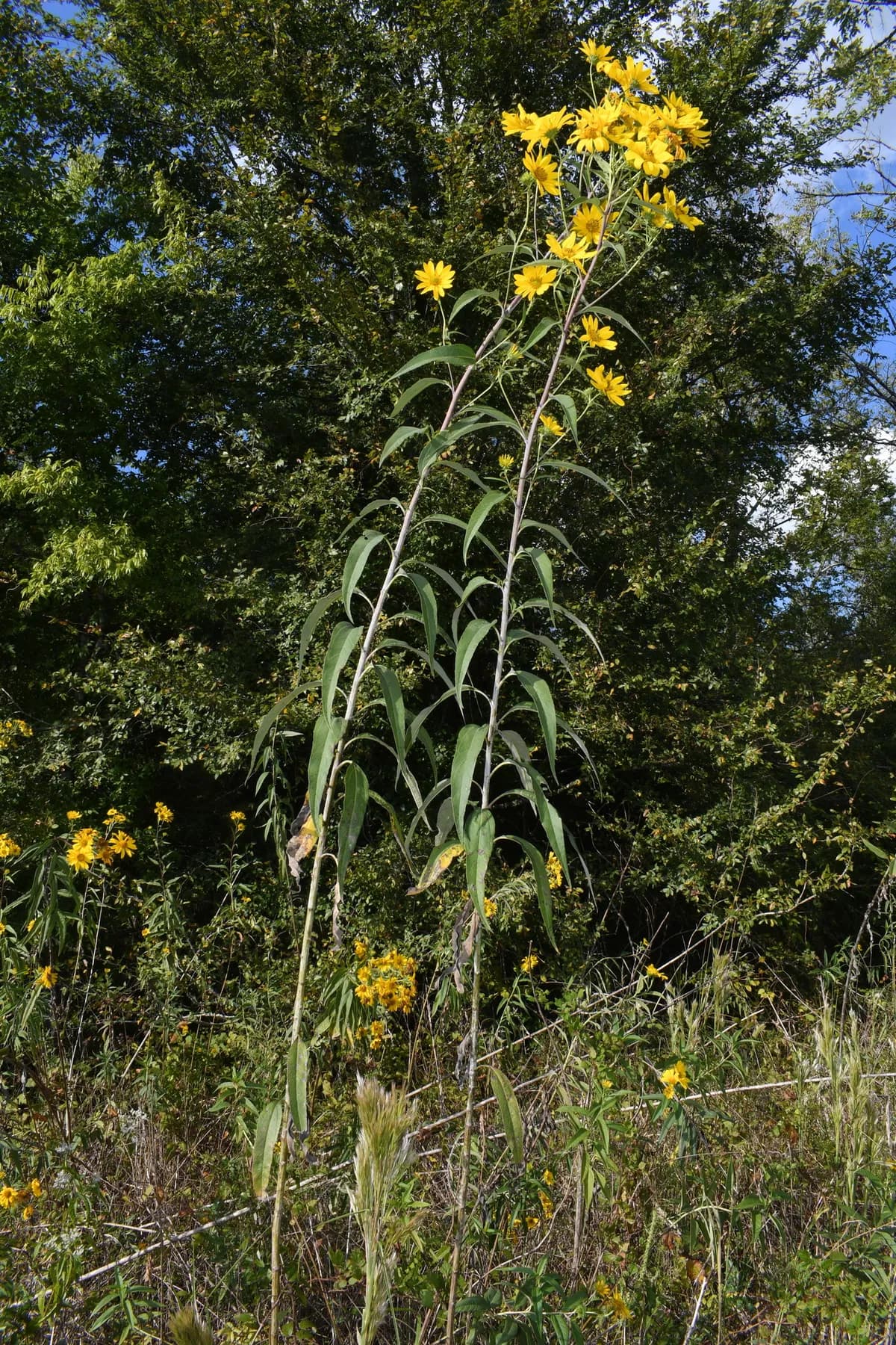 Sawtooth Sunflower (Helianthus grosseserratus)