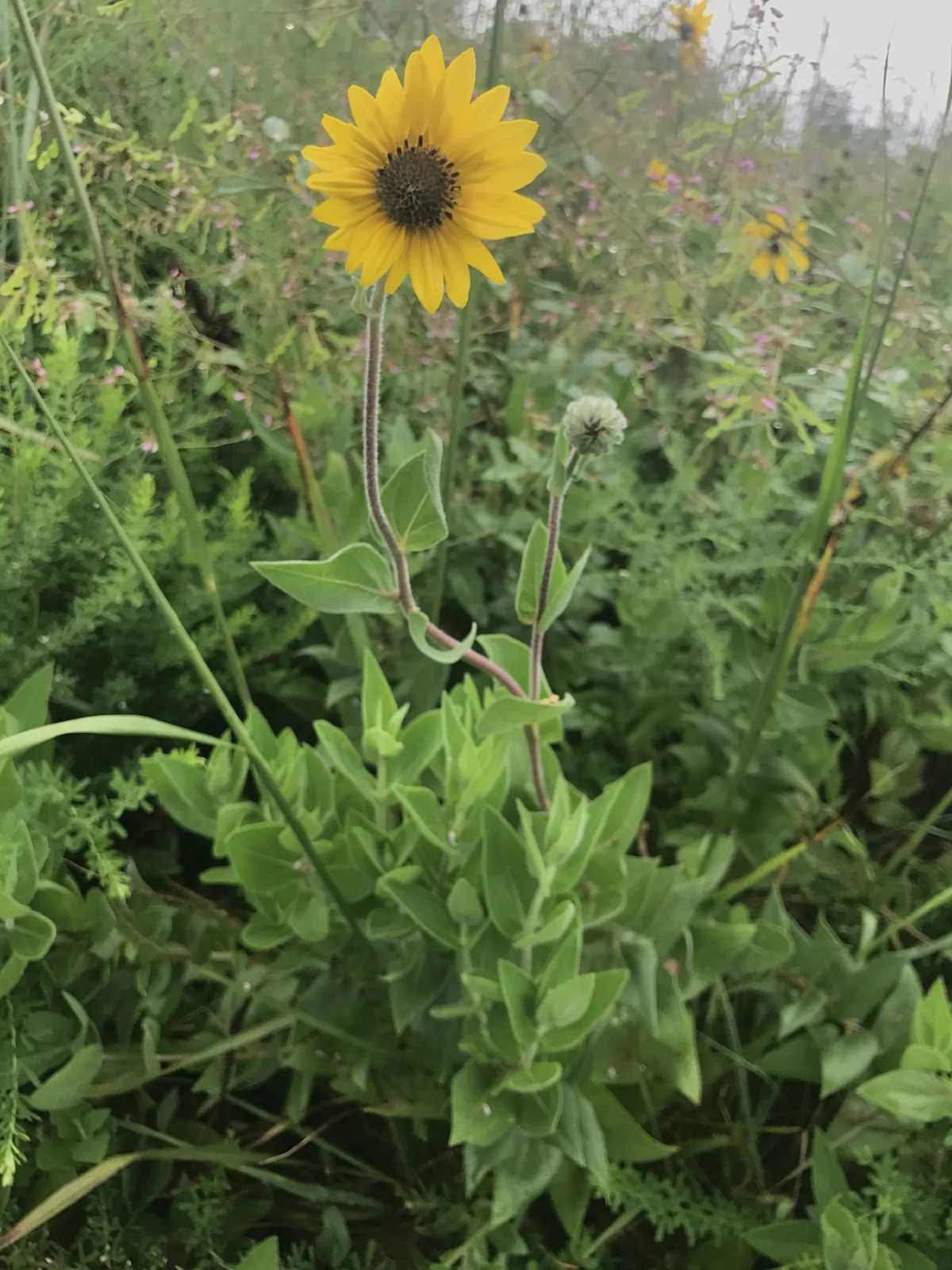 Ashy Sunflower (Helianthus mollis)