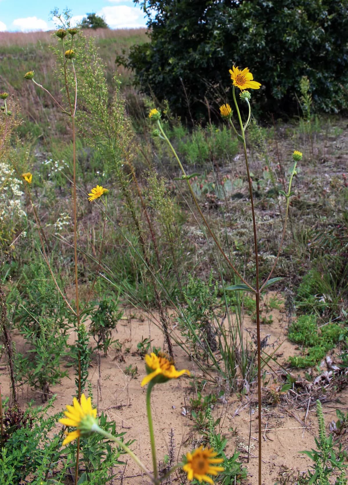 Western Sunflower (Helianthus occidentalis)