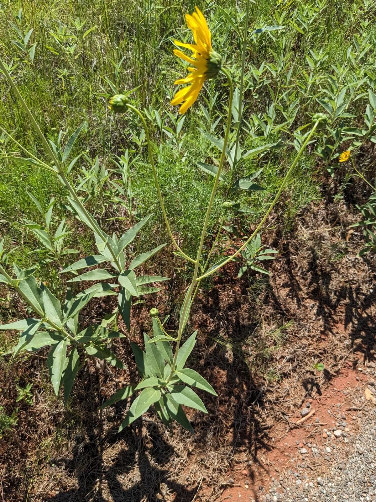 Stiff Sunflower (Helianthus pauciflorus)