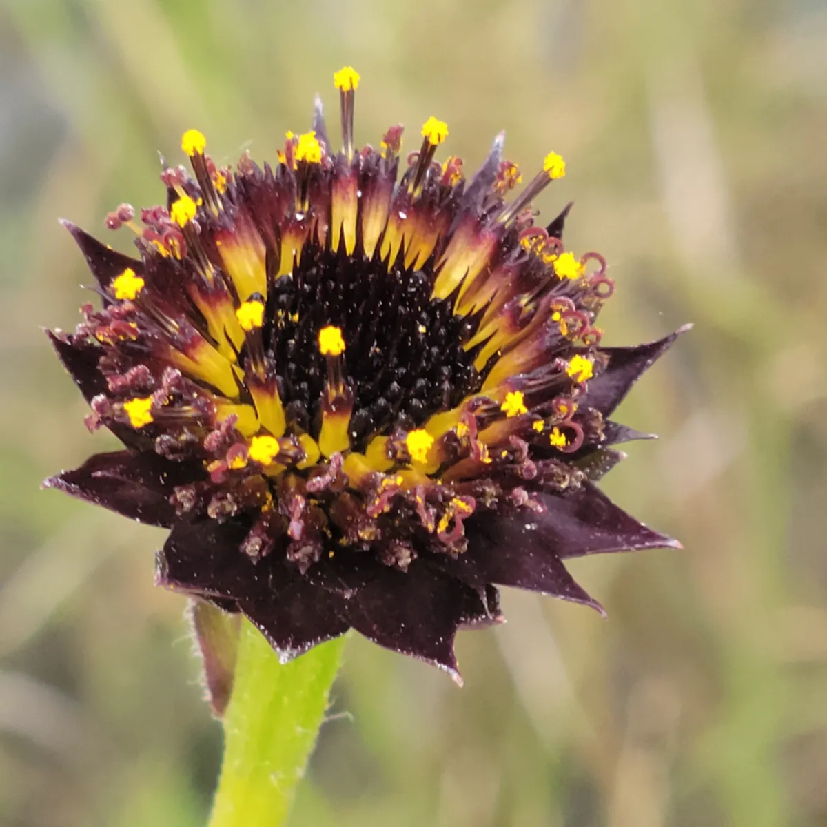 Rayless sunflower (Helianthus radula)