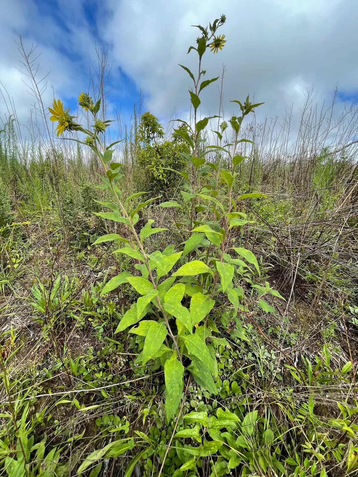 Resinous sunflower (Helianthus resinosus)