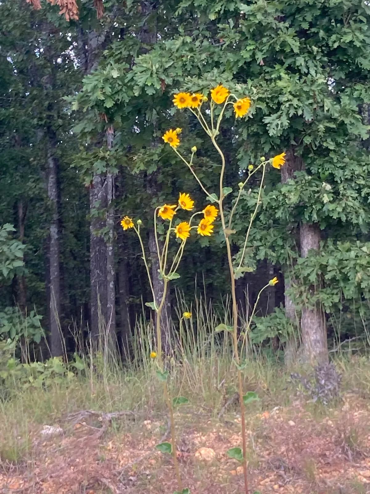 Odorous Sunflower (Helianthus silphioides)