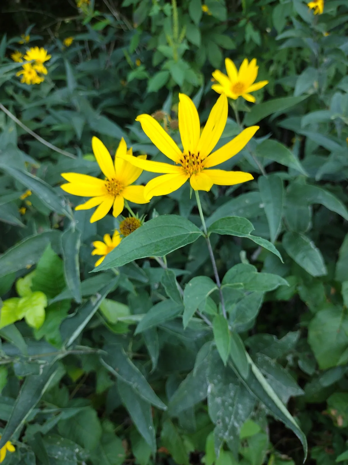 Pale-leaved sunflower (Helianthus strumosus)
