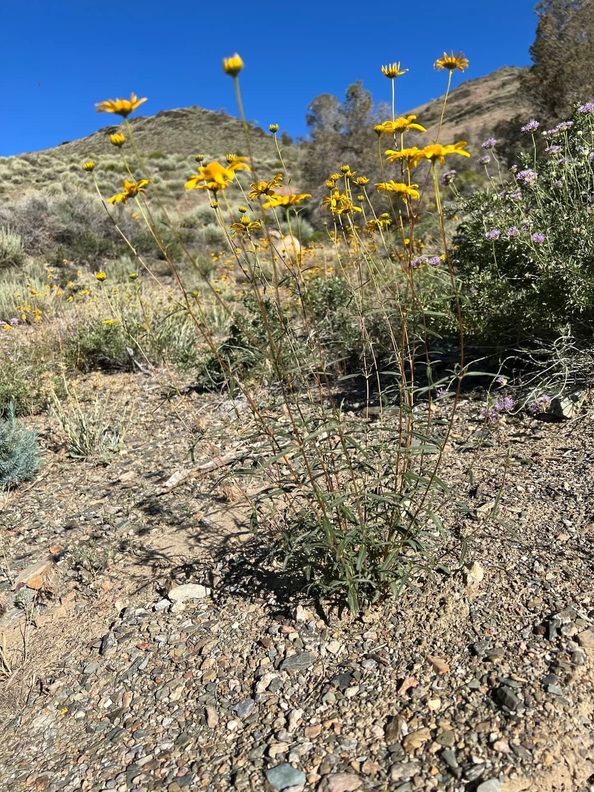 Showy Goldeneye (Heliomeris multiflora)