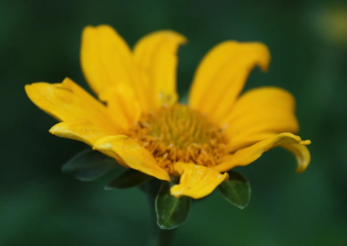 False Sunflower (Heliopsis helianthoides)