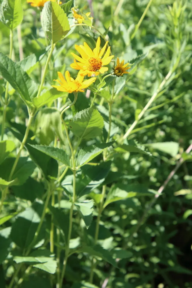 False Sunflower (Heliopsis helianthoides)