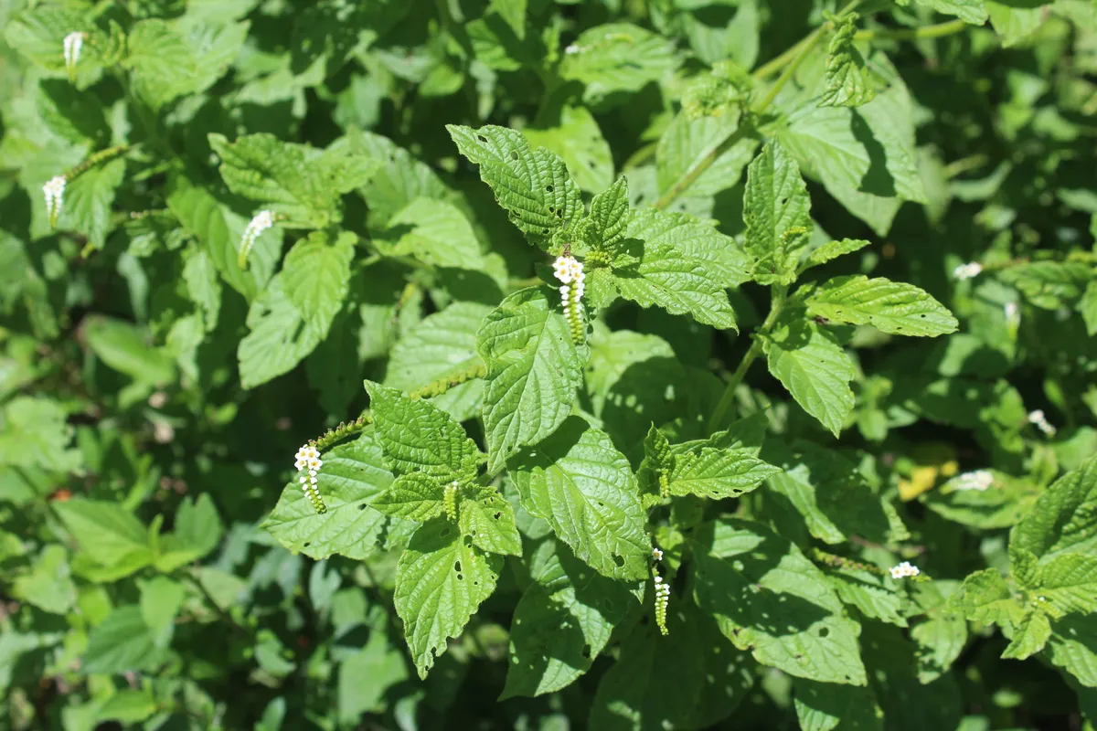 Scorpion's Tail (Heliotropium angiospermum)
