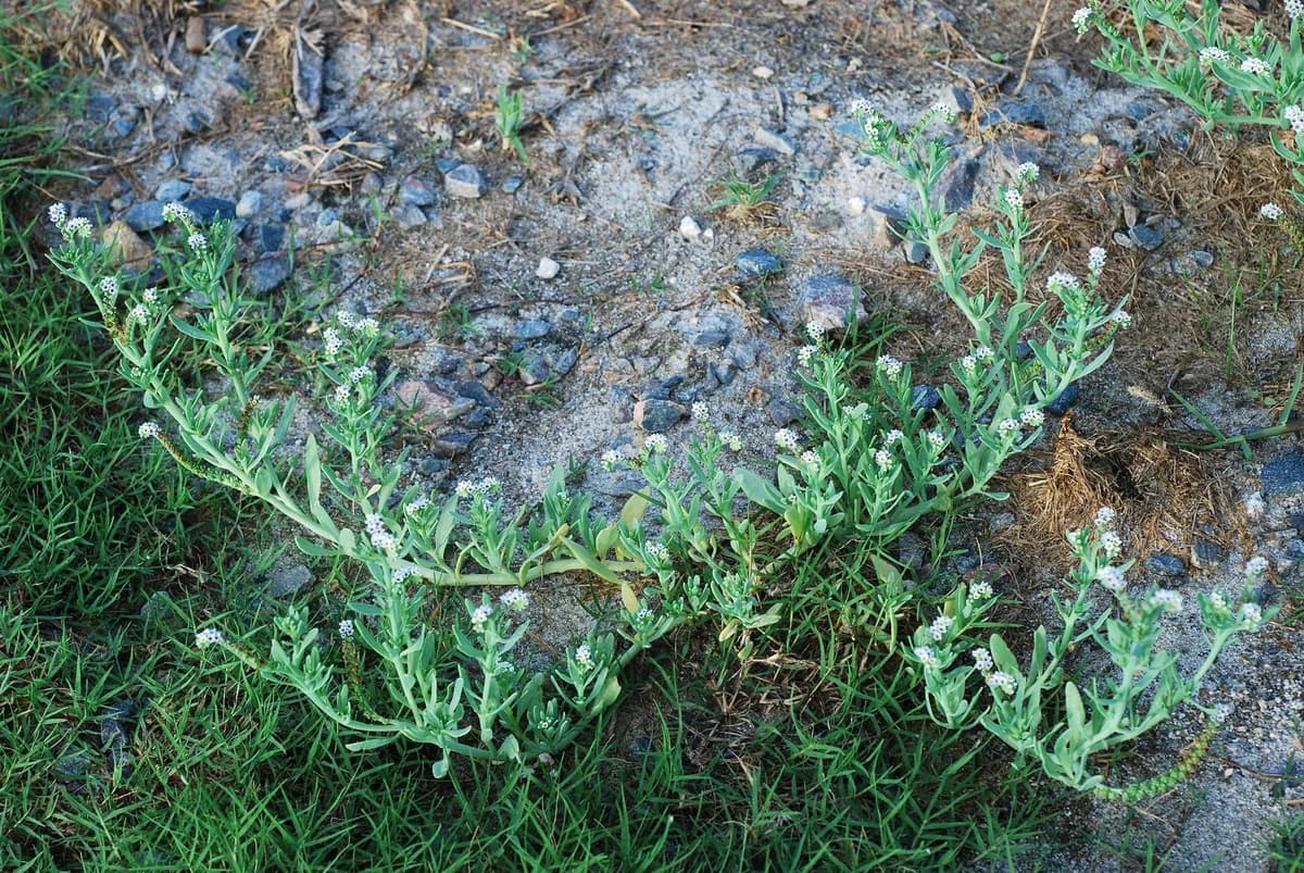 Smooth Heliotrope (Heliotropium curassavicum)