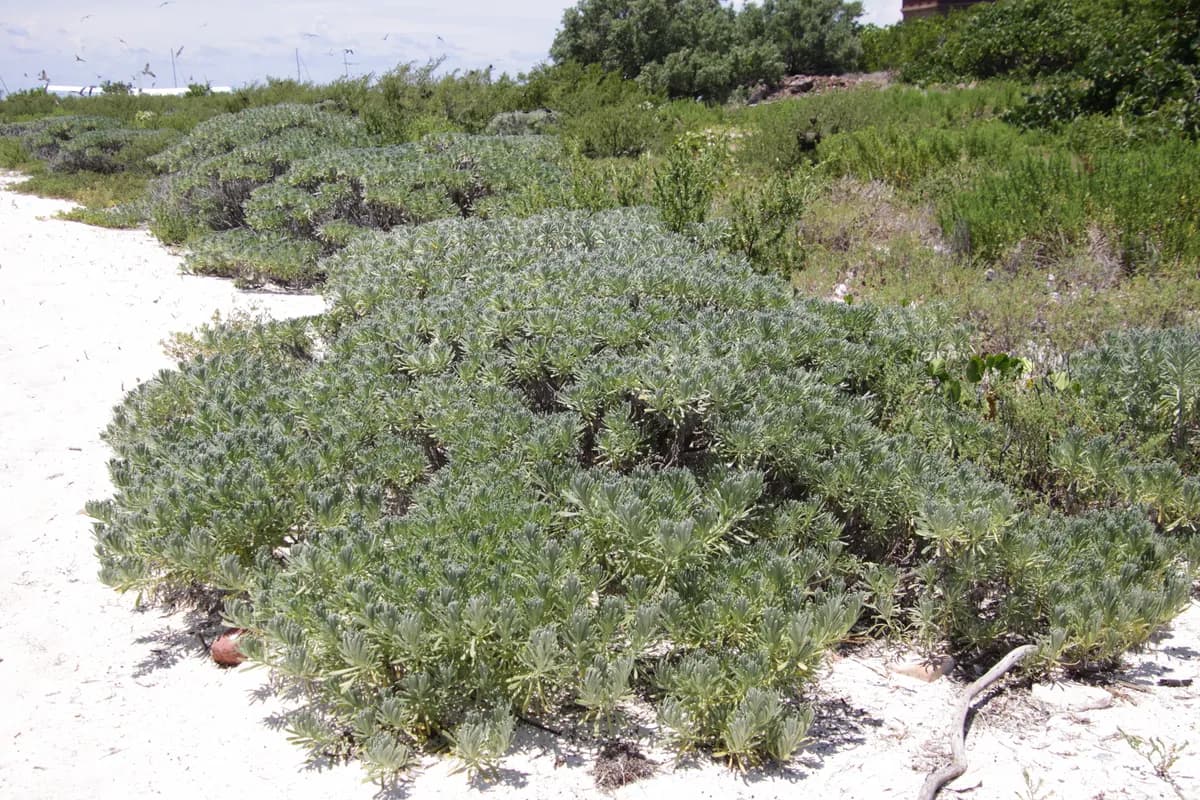 Bay lavender (Heliotropium gnaphalodes)