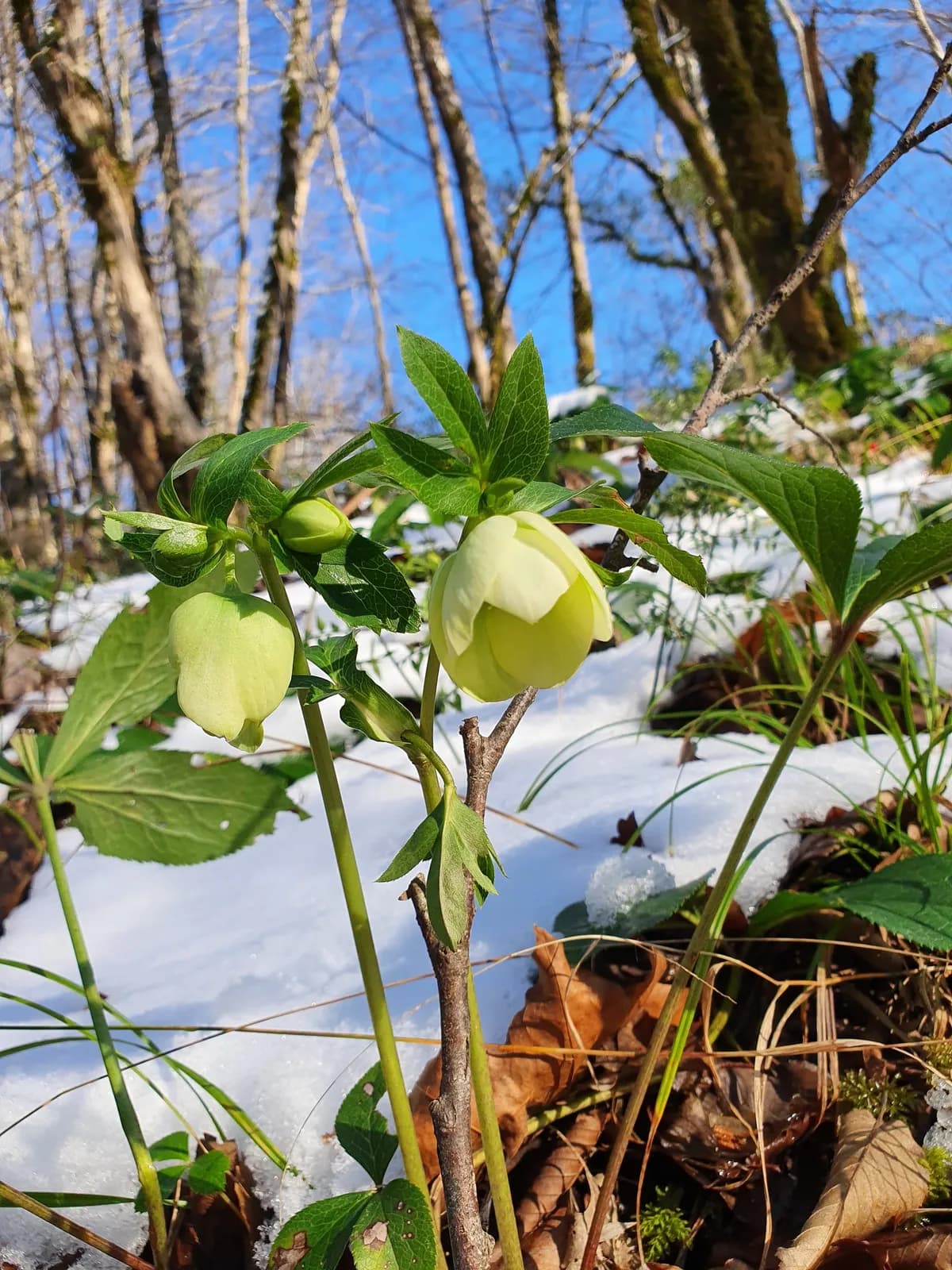 Lenten-rose (Helleborus orientalis)