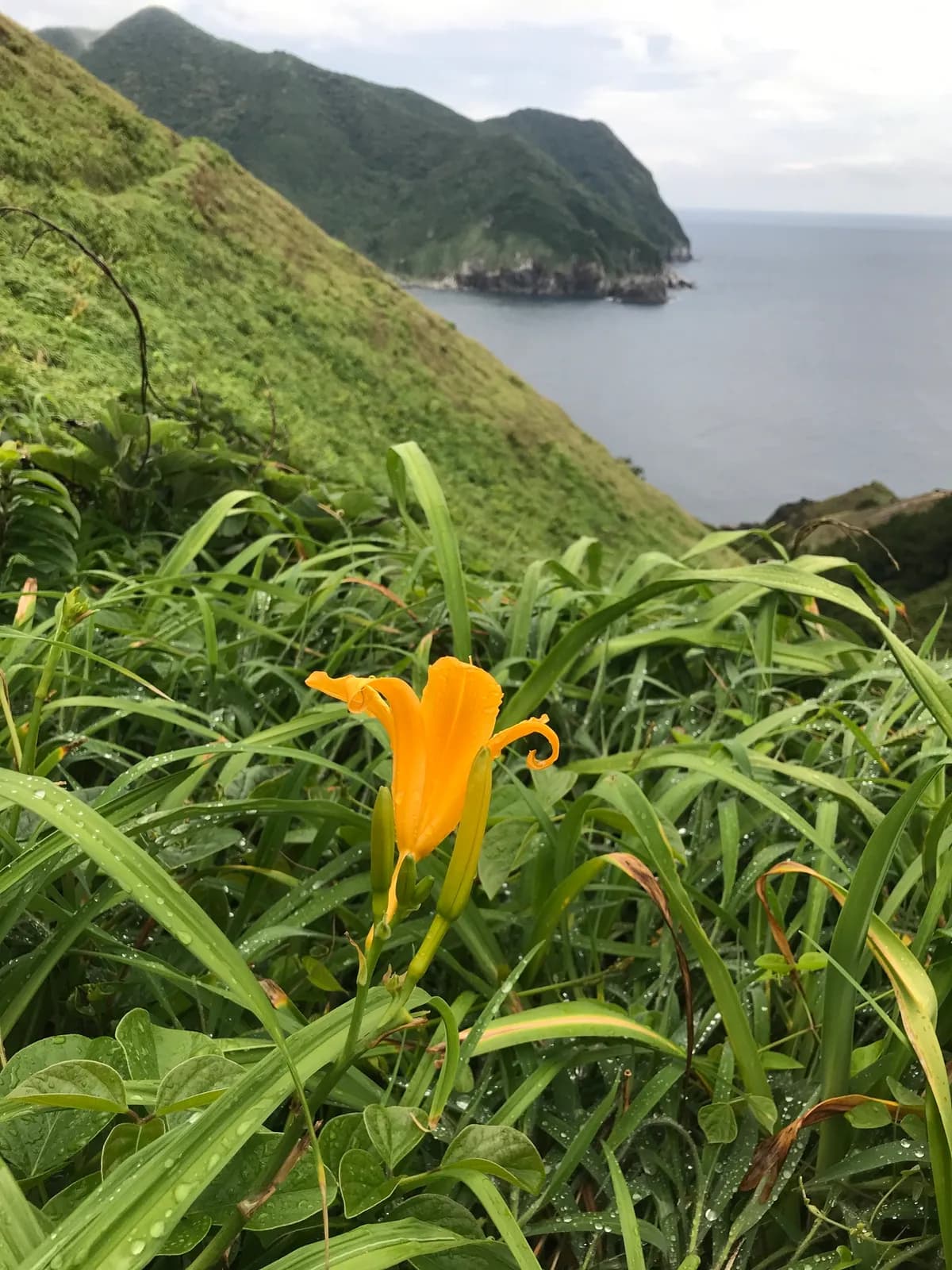 Orange Daylily (Hemerocallis fulva)