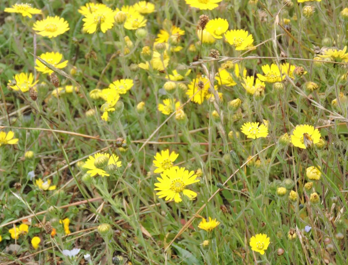 Hayfield tarweed (Hemizonia congesta)