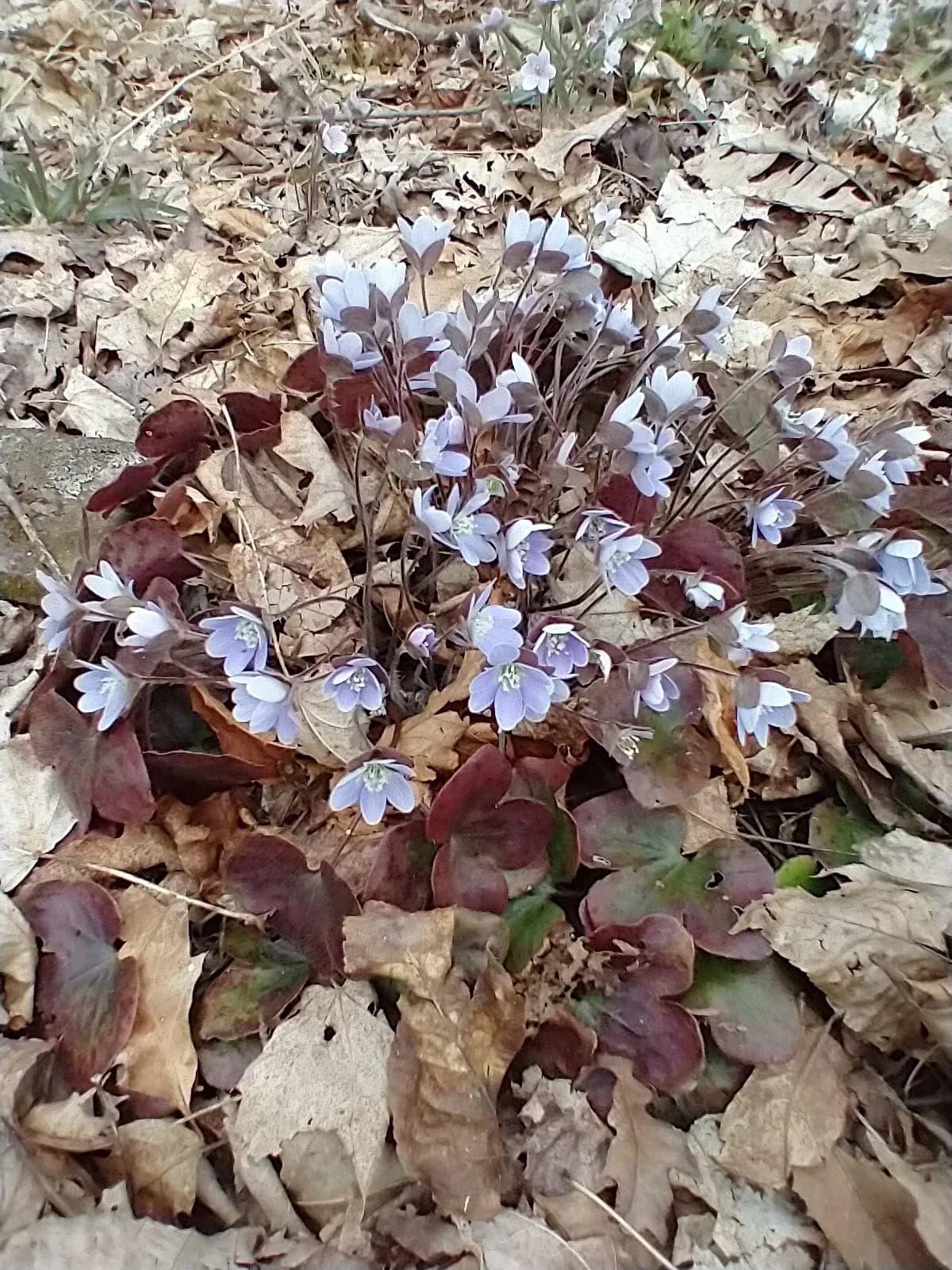 American Hepatica (Hepatica americana)