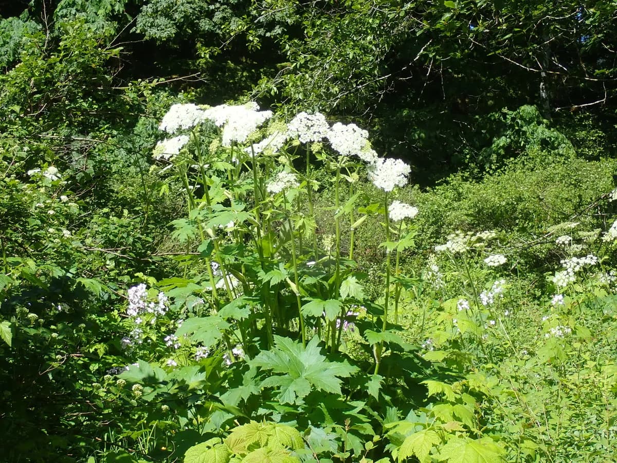 American Cow-parsnip (Heracleum maximum)