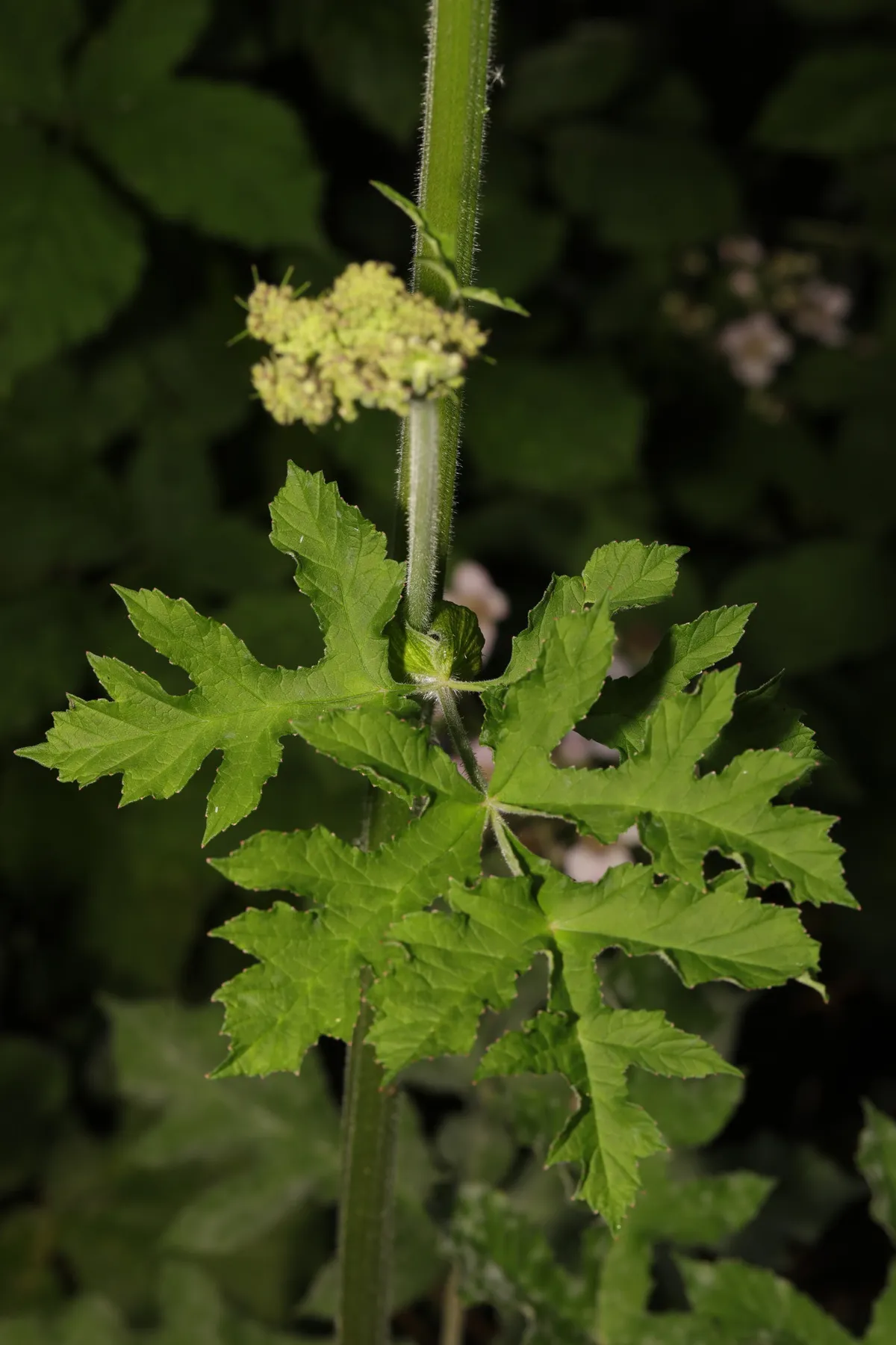 Cow-parsnip (Heracleum sphondylium)