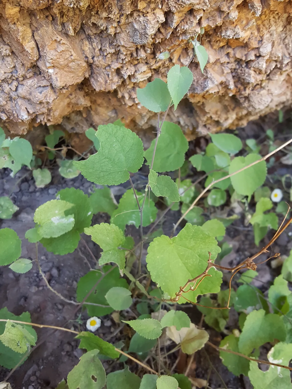 Bladdermallow (Herissantia crispa)