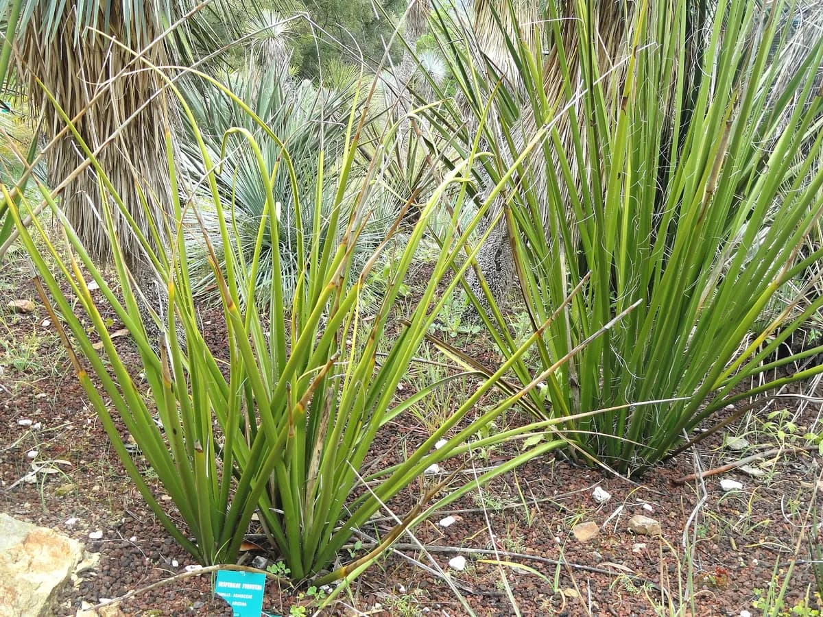 Giant hesperaloe (Hesperaloe funifera)