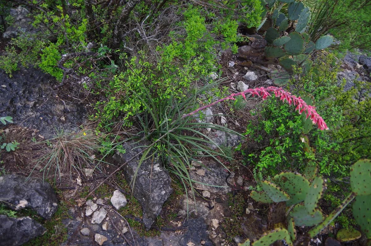 Red Yucca (Hesperaloe parviflora)
