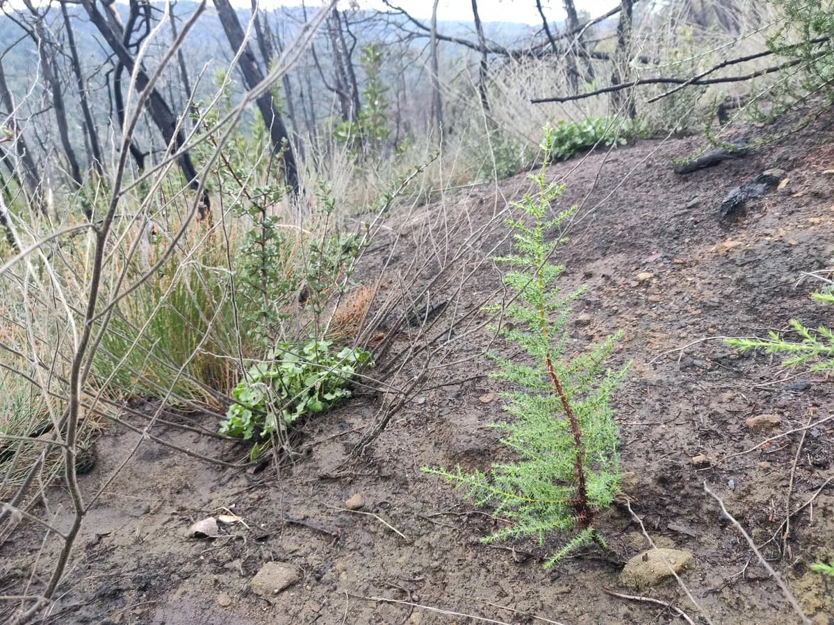 Santa Cruz cypress (Hesperocyparis abramsiana)