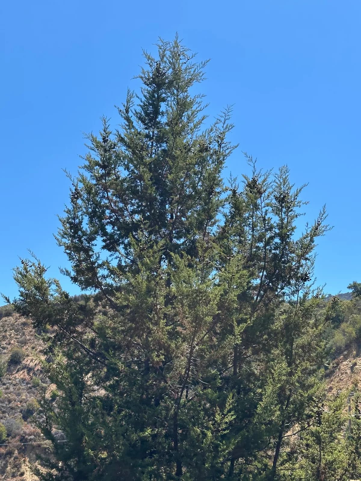 Tecate cypress (Hesperocyparis forbesii)