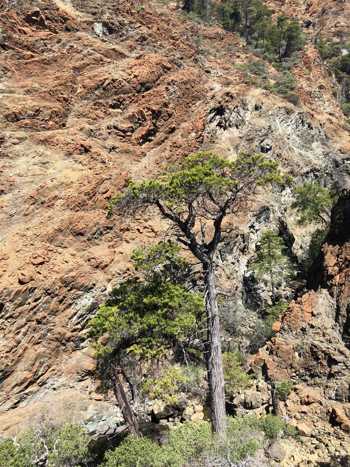 Sargent's cypress (Hesperocyparis sargentii)