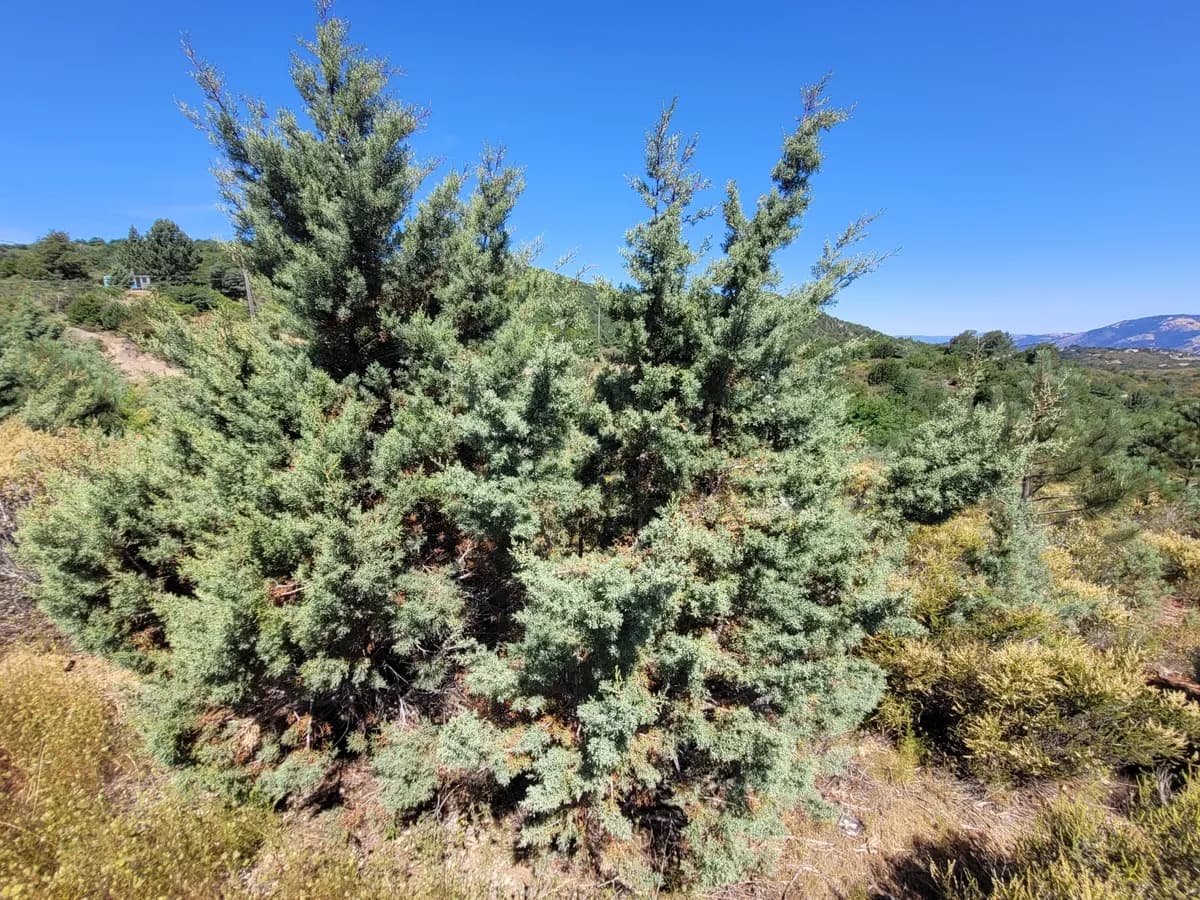 Cuyamaca cypress (Hesperocyparis stephensonii)