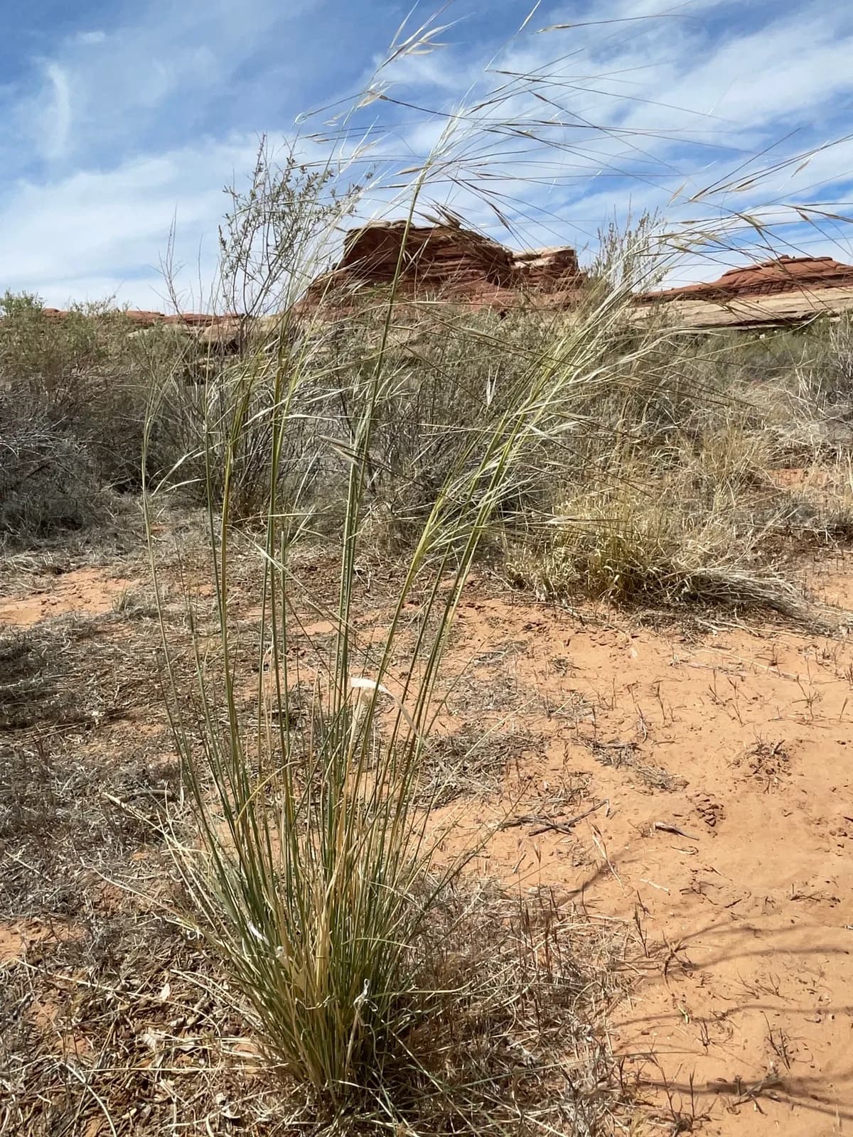 Needle and thread grass (Hesperostipa comata)