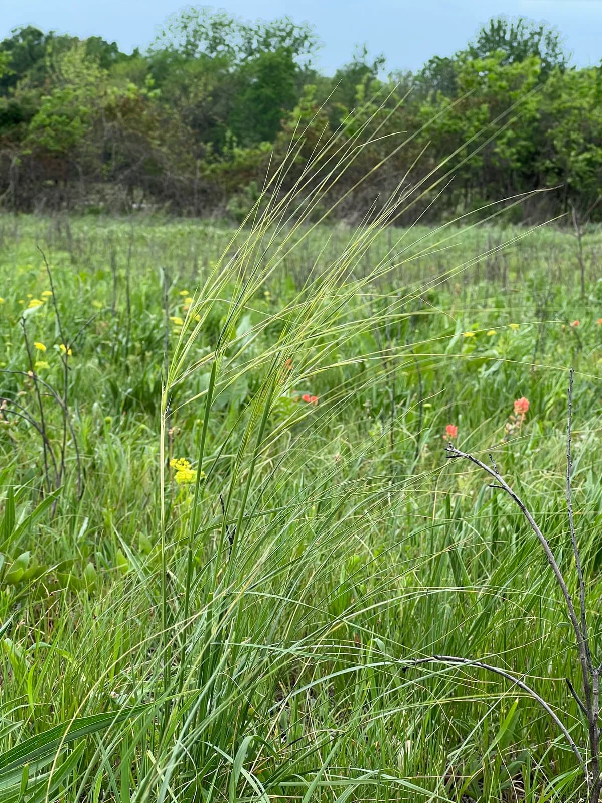 Porcupine grass (Hesperostipa spartea)