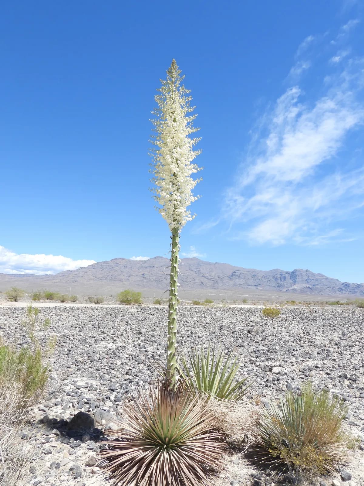 Our lord's-candle (Hesperoyucca whipplei)
