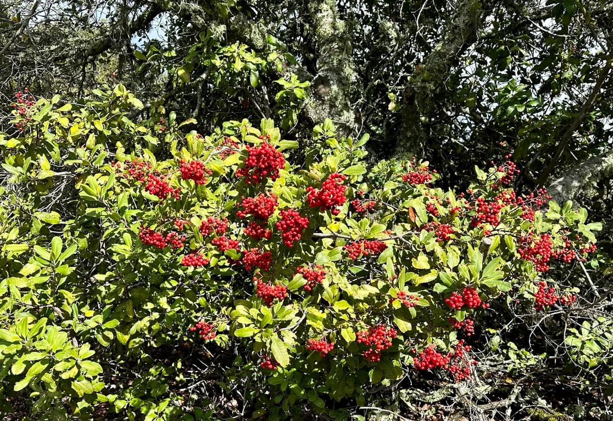 Toyon (Heteromeles arbutifolia)