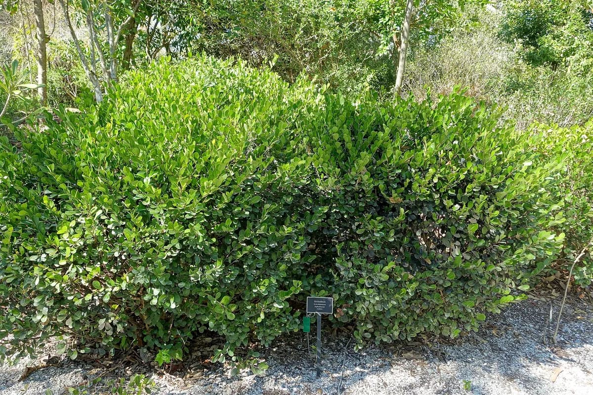 Maidenbush (Heterosavia bahamensis)