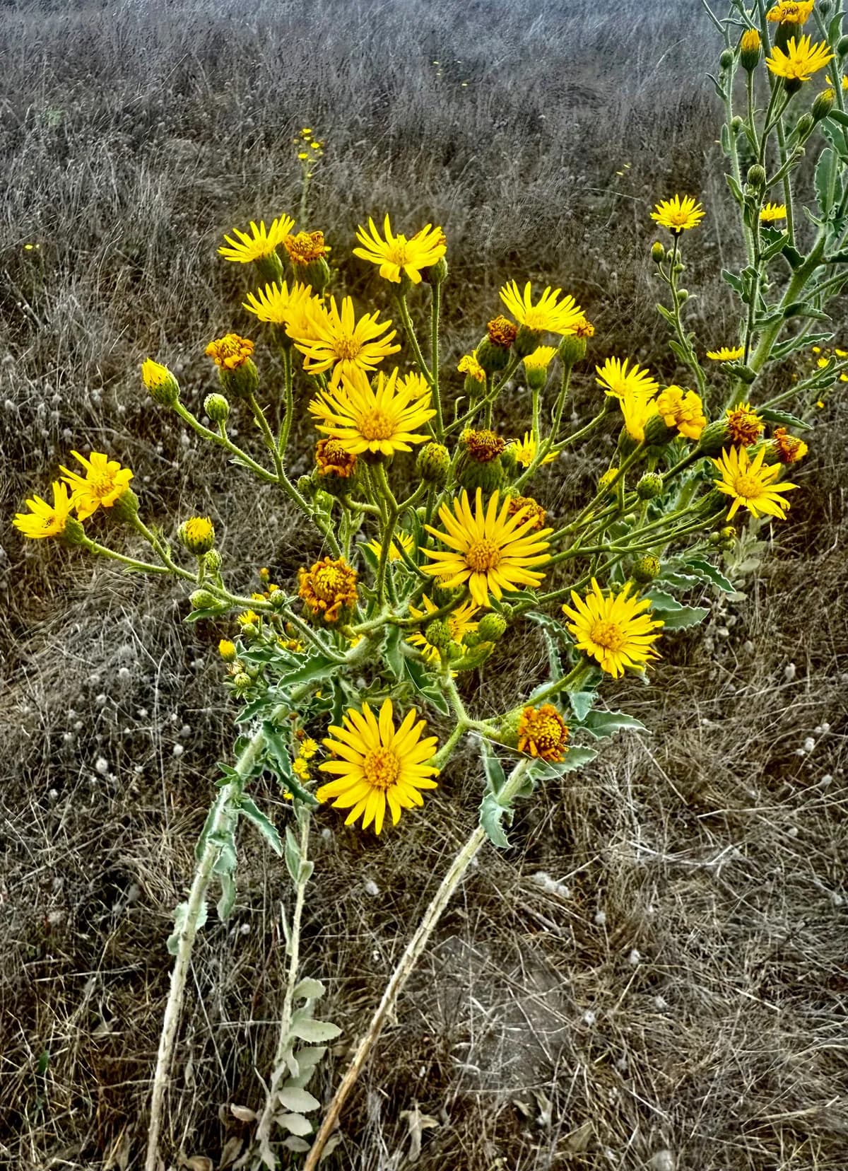 Telegraph-weed (Heterotheca grandiflora)