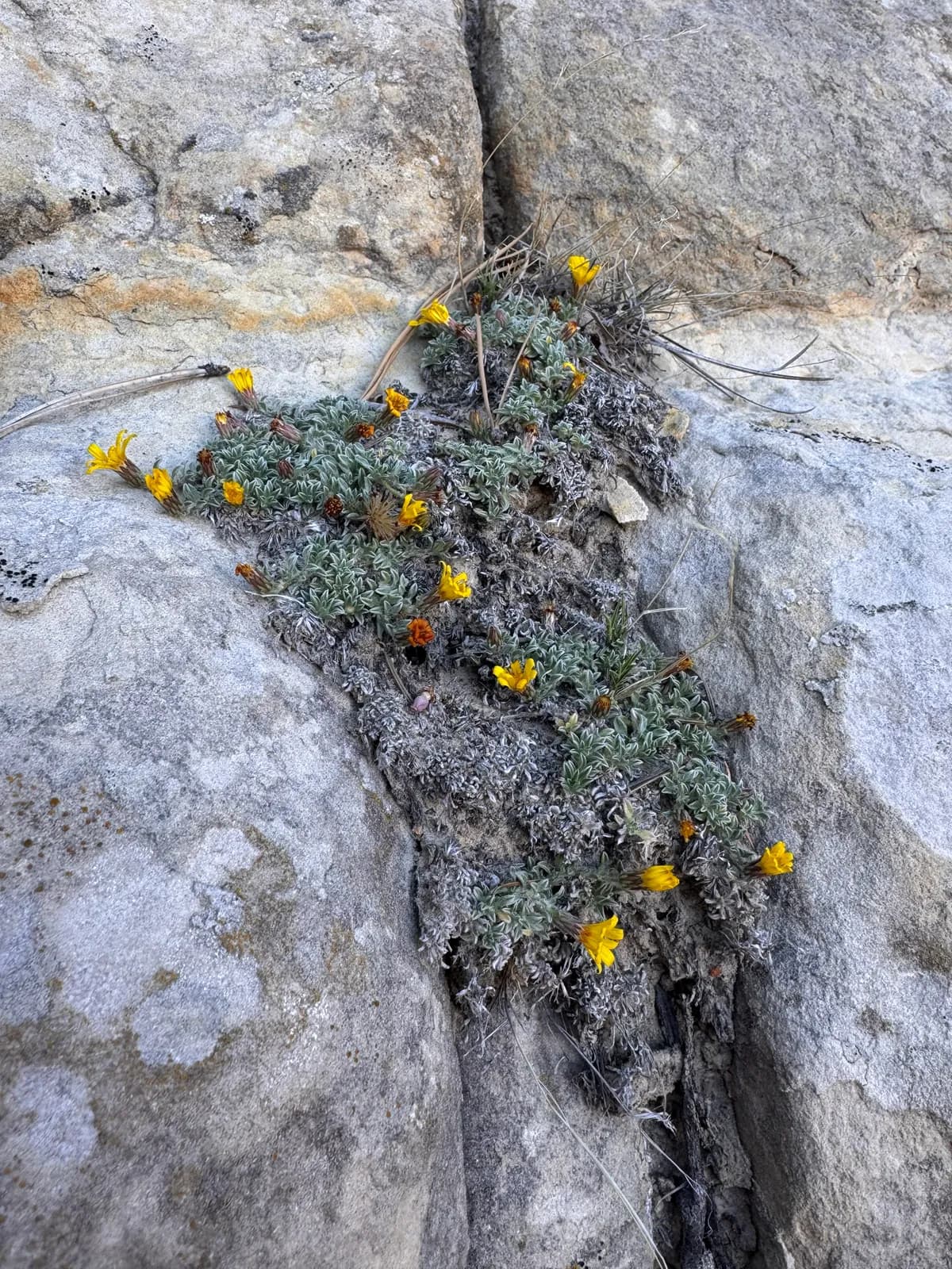 Jones' False Goldenaster (Heterotheca jonesii)