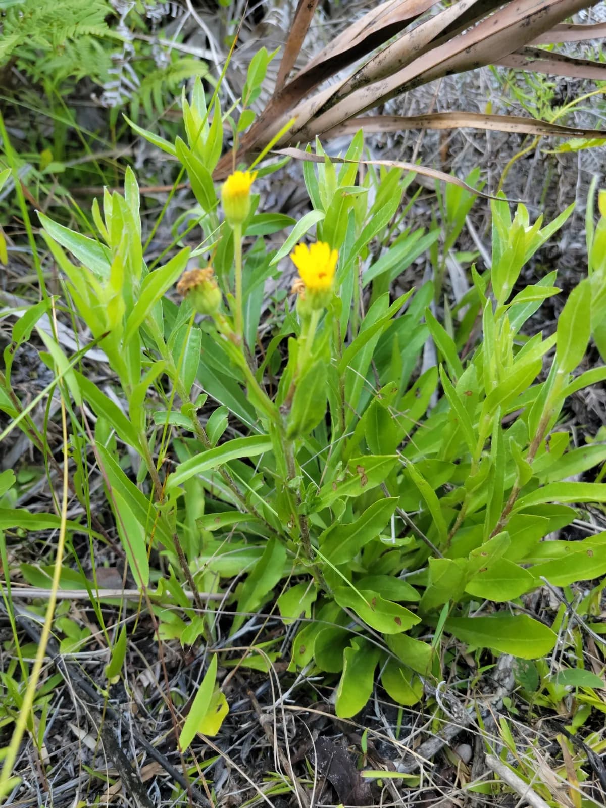 Maryland Golden-aster (Heterotheca mariana)