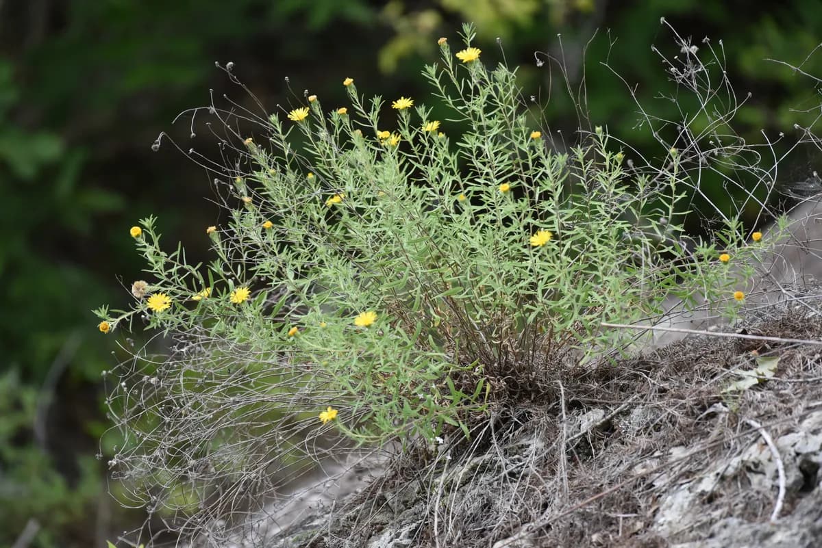 Stiffleaf False Goldenaster (Heterotheca stenophylla)