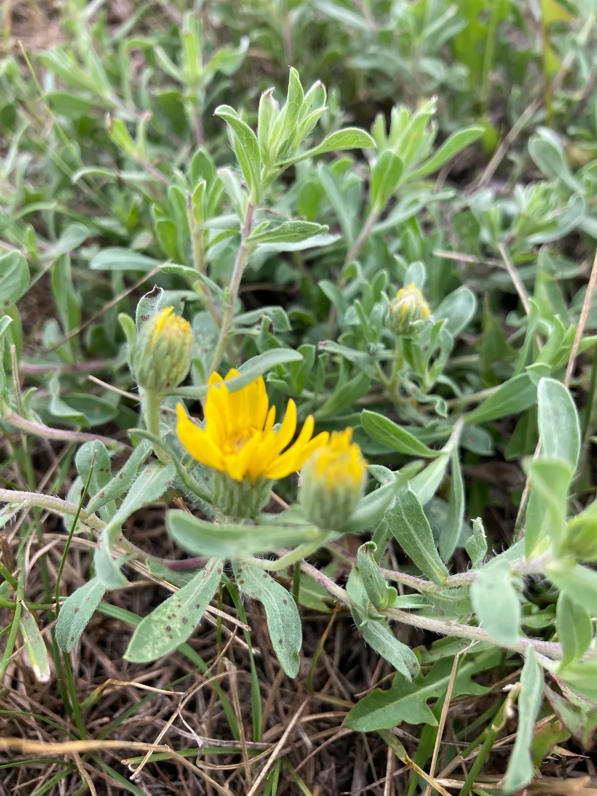 Hairy False Golden-aster (Heterotheca villosa)