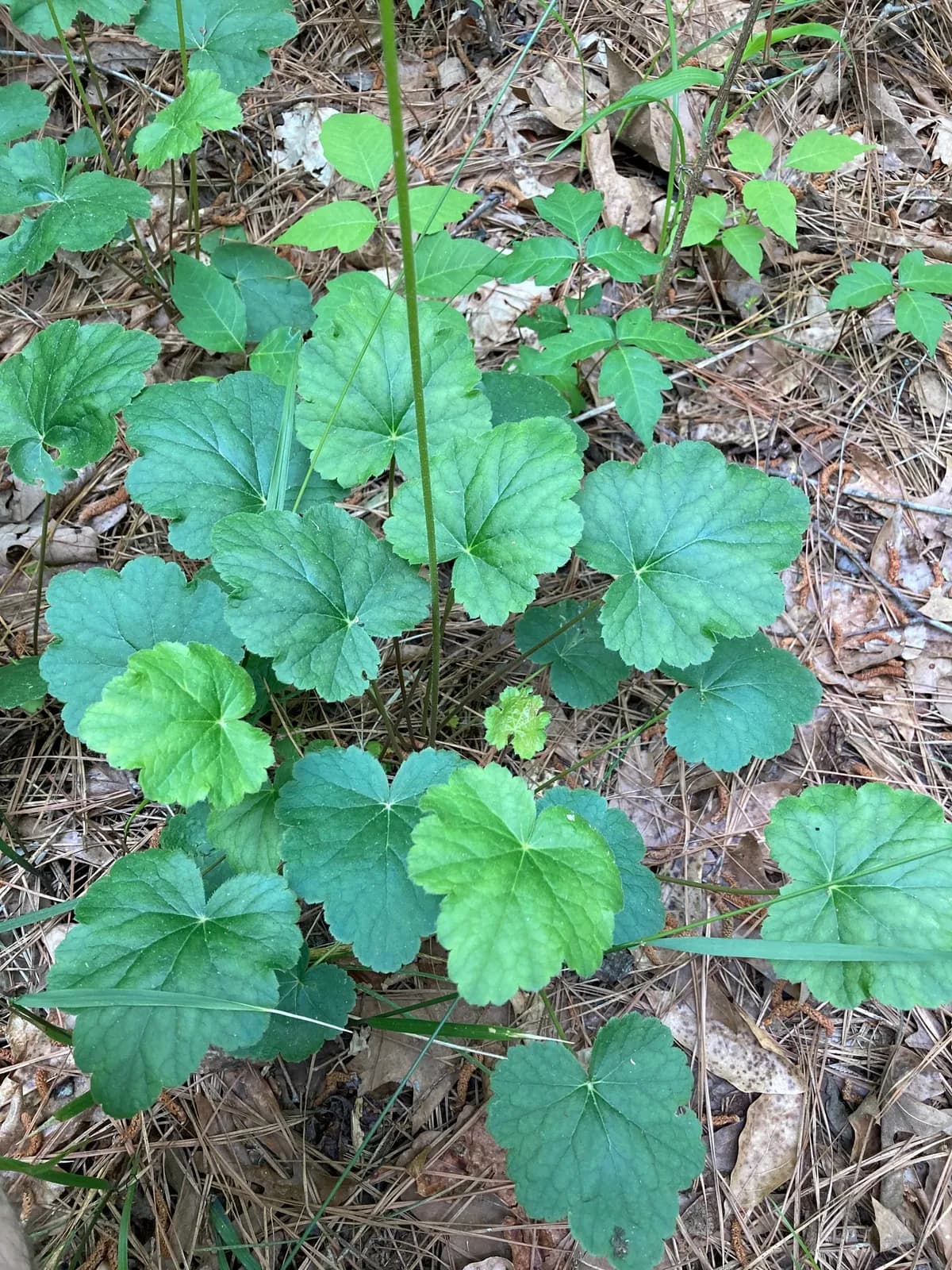 Alumroot (Heuchera americana)