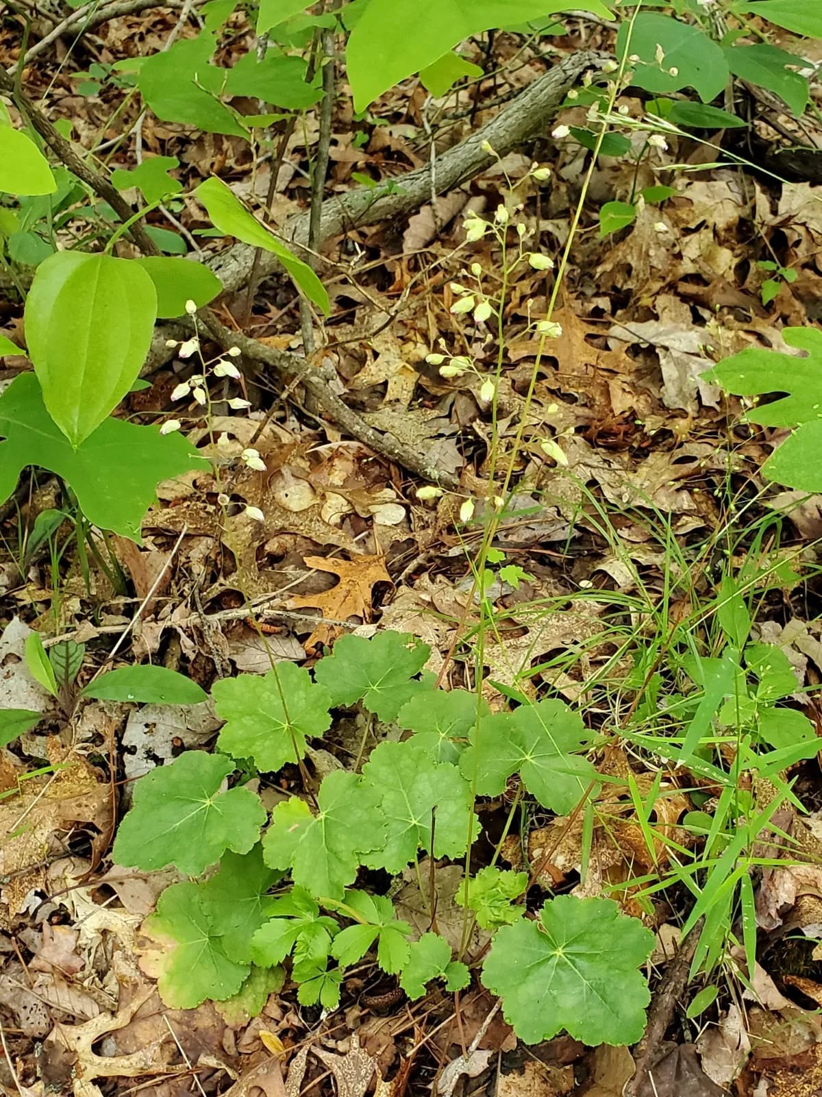 Longflower alumroot (Heuchera longiflora)