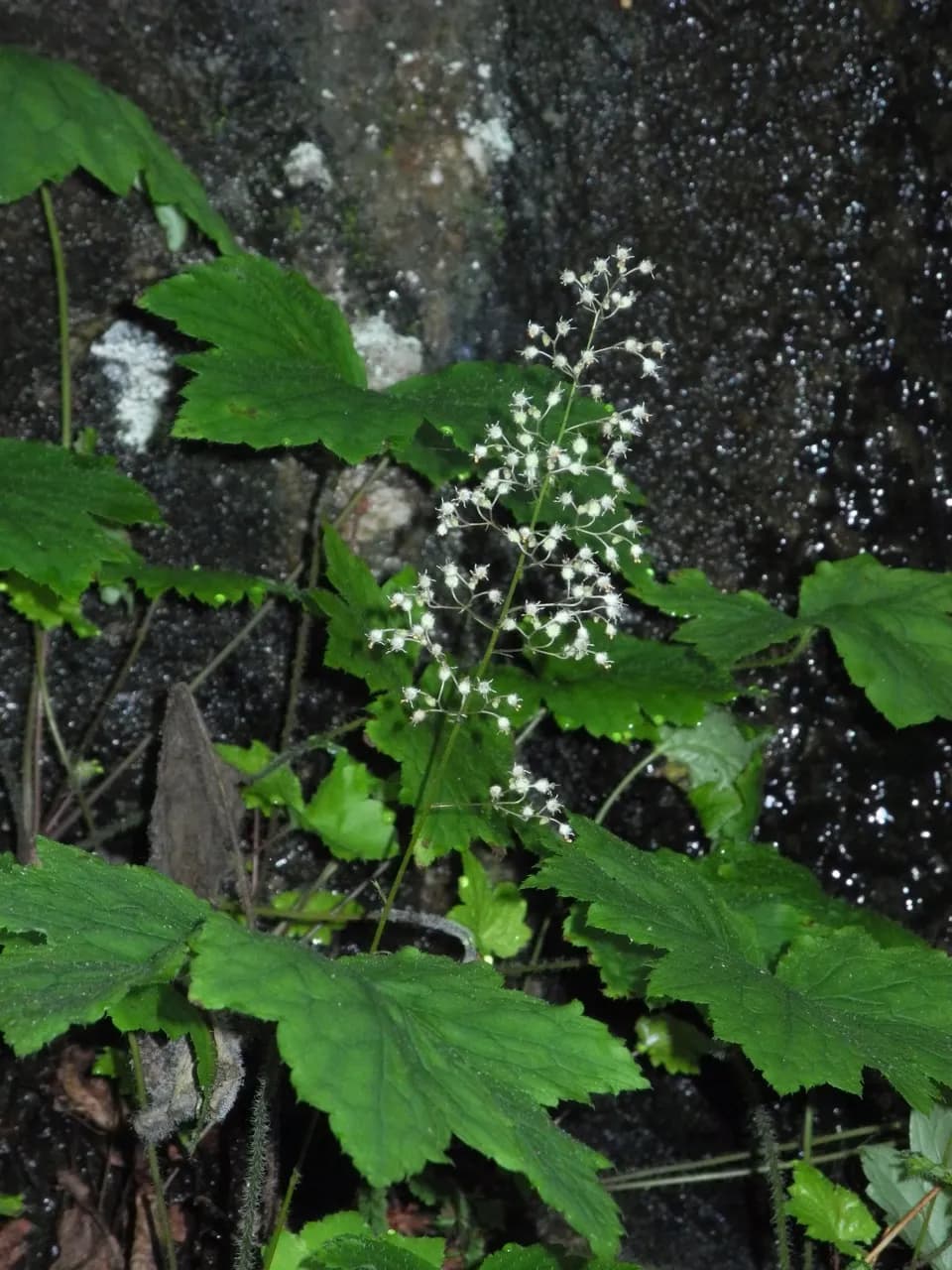 Coral bells (Heuchera macrorhiza)