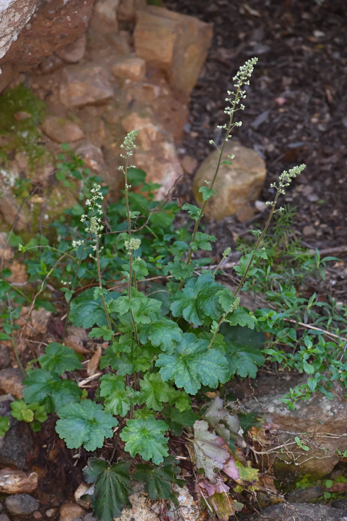 Island alumroot (Heuchera maxima)