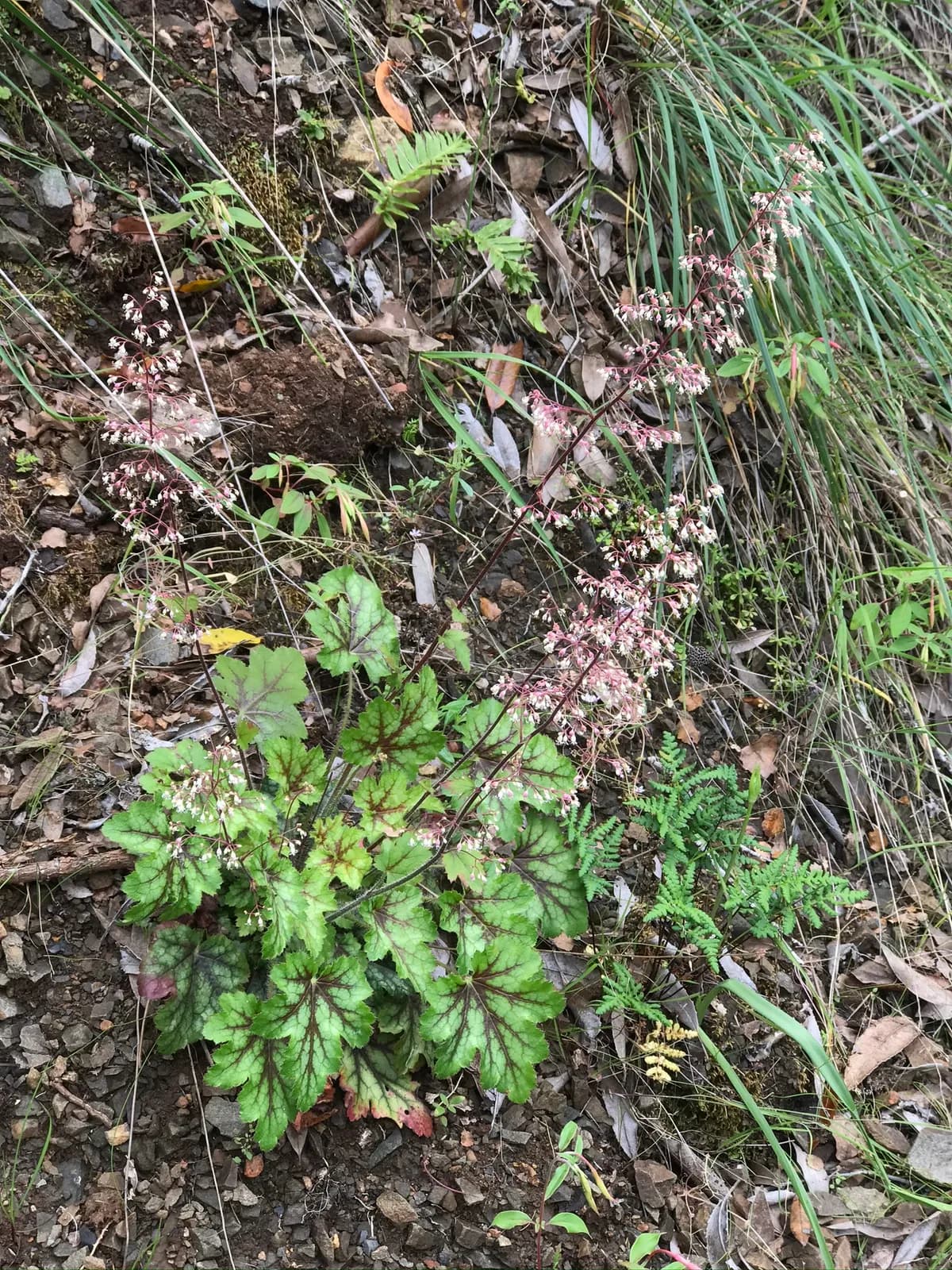 Crevice alumroot (Heuchera micrantha)