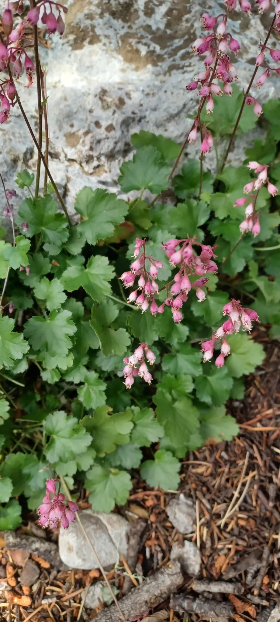 Sandia coral bells (Heuchera pulchella)