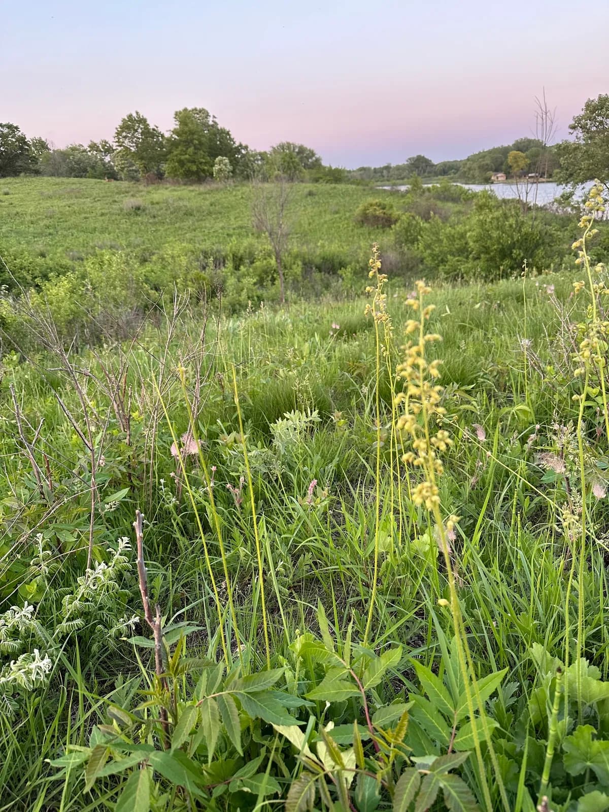 Prairie alumroot (Heuchera richardsonii)
